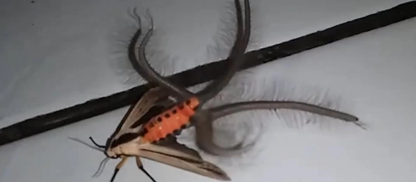 Βίντεο: Το απόκοσμο πλάσμα που βρέθηκε στο Μπαλί - Αναυδοι οι κάτοικοι